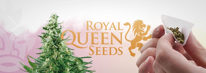 ROYAL QUEEN SEEDS